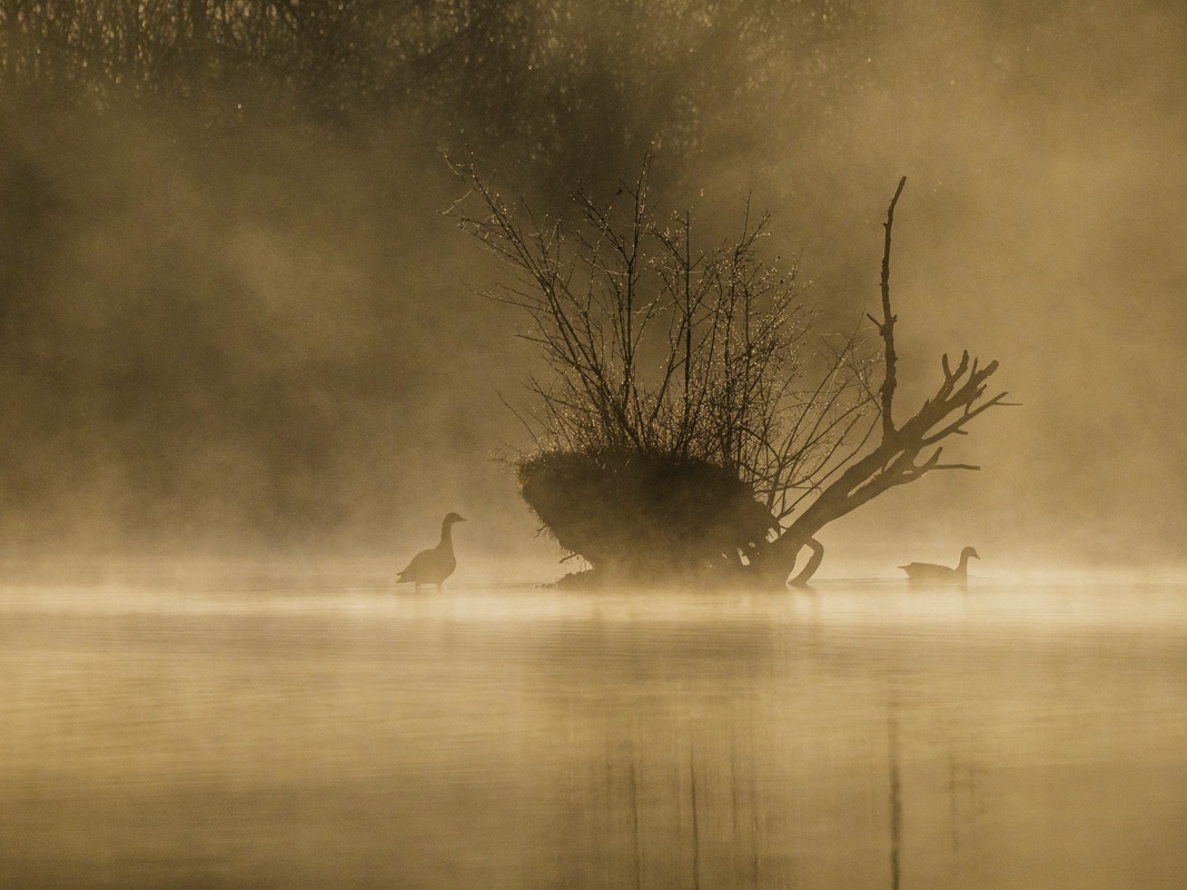 Erwin Nitsche -  Paarung